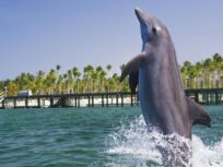 Dolphin Básico - PUNTA CANA - Tour / Excursiones - Stay Happy RD -- 1